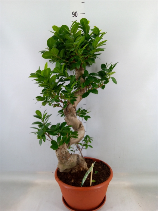 <h4>Ficus microcarpa 'Ginseng'</h4>