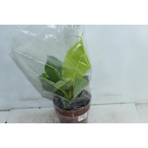 PHILODENDRON MOONLIGHT P17