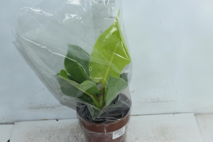 <h4>PHILODENDRON MOONLIGHT P17</h4>