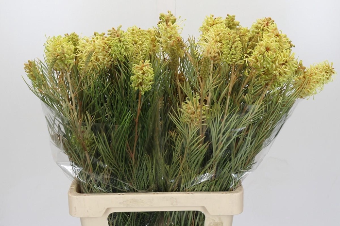 <h4>Grevillea Spiderman</h4>