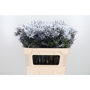 Eryn Orion Kl Bh Sneeuw