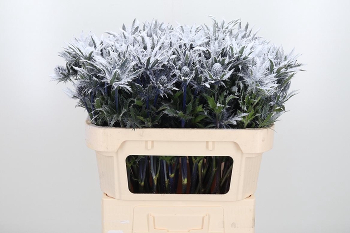 <h4>Eryn Orion Kl Bh Sneeuw</h4>