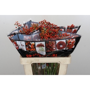 Rozenbottel Autumn Rosefruits