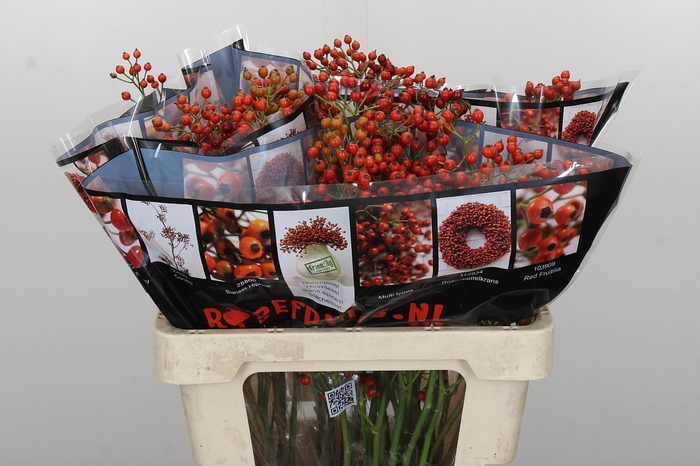 Rozenbottel Autumn Rosefruits