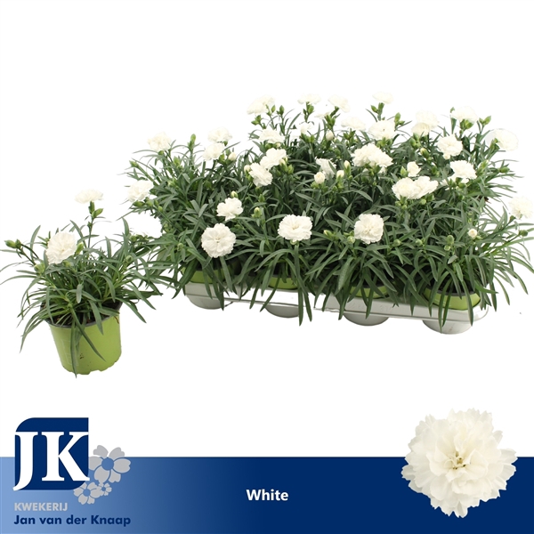 <h4>Dianthus P12 White TST</h4>