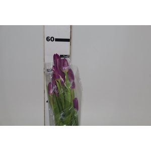 TULIPA ROXO COM BULBOS