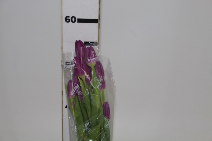 TULIPA ROXO COM BULBOS