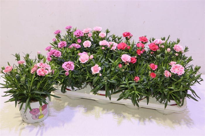 <h4>arr8 Dian Gemengd</h4>