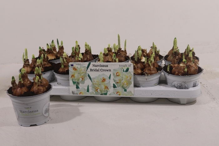 <h4>NARC D BRIDAL CROWN</h4>