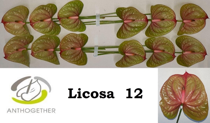 <h4>Anth A Licosa 13 cm X12 Oosterzon</h4>