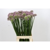 Allium Senescens