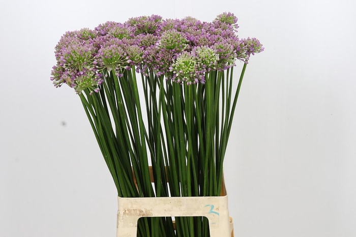 <h4>Allium Senescens</h4>
