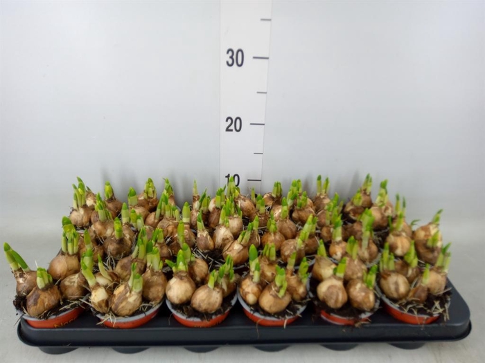 <h4>Narcissus  'Tete a tete'</h4>