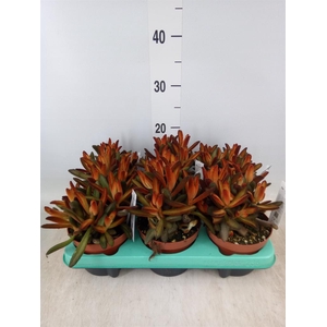 Kalanchoe NF tomentosa