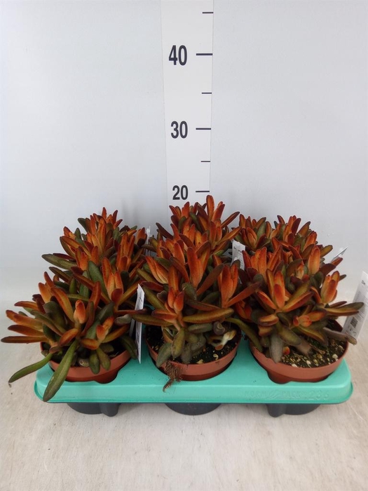 <h4>Kalanchoe NF tomentosa</h4>