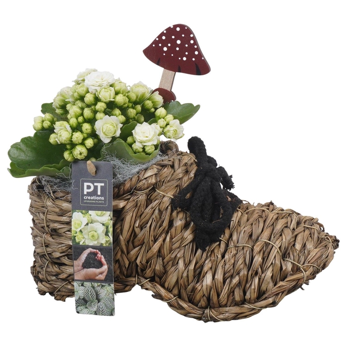 <h4>Arr.   Planten L%</h4>