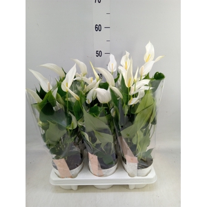 Anthurium  'Banderola Cava'