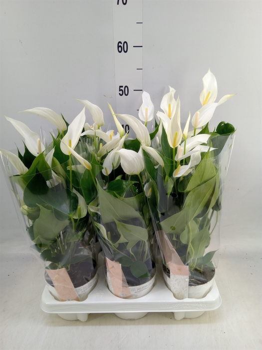 <h4>Anthurium  'Banderola Cava'</h4>
