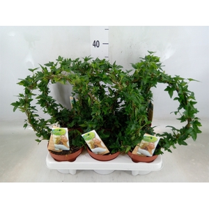 Hedera   ...green leafed