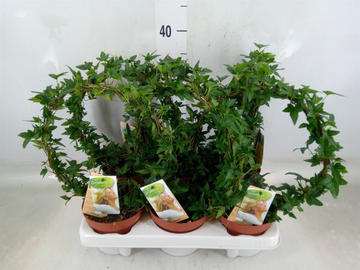 <h4>Hedera   ...green leafed</h4>