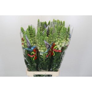 ANTIRRHINUM MAJUS 'POTO WHITE'