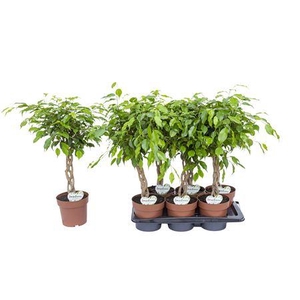 Ficus Bundy P17