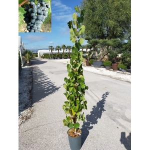Vitis vinifera