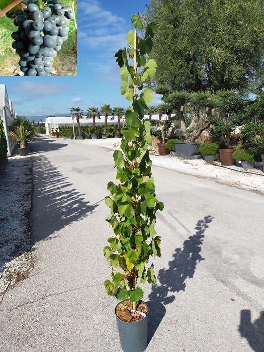 <h4>Vitis vinifera</h4>