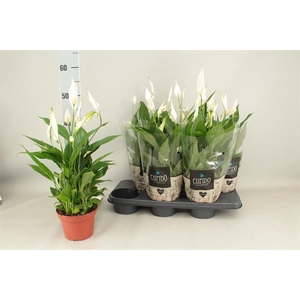 Spathiphyllum Pearl Cupido 15Ø 50cm 8fl