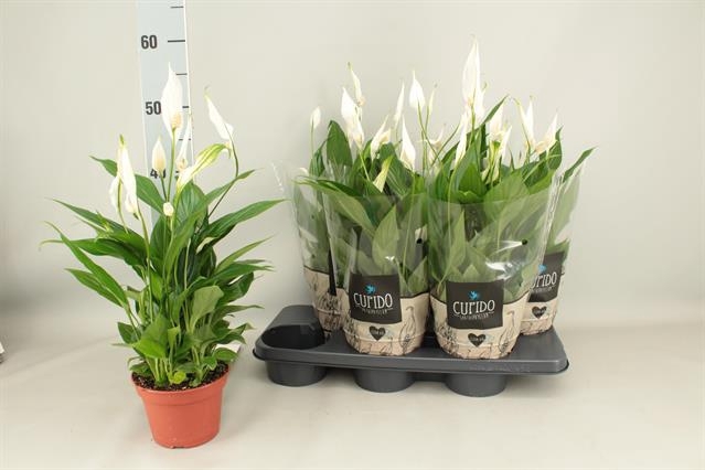 Spathiphyllum Pearl Cupido 15Ø 50cm 8fl