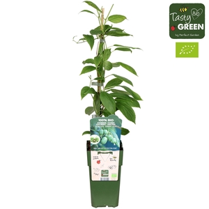 Actinidia arguta 'Kiwiberry' (Issai) Bio P15
