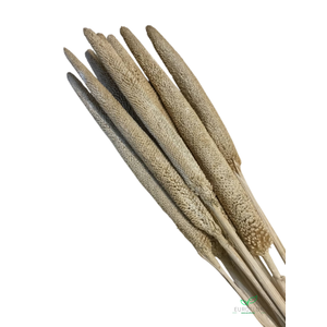 DRIED FLOWERS - BABALA FULL WHITE 10PCS