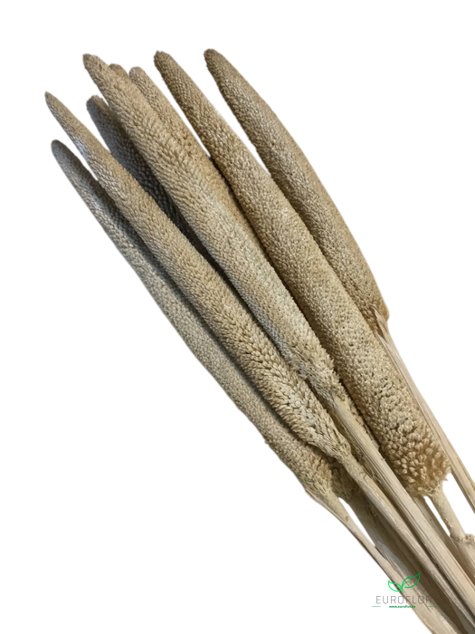 DRIED FLOWERS - BABALA FULL WHITE 10PCS