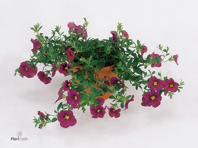 CALIB MINIF DARK VIO