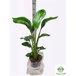 Strelitzia Nicolai 24Ø 115cm 3pp