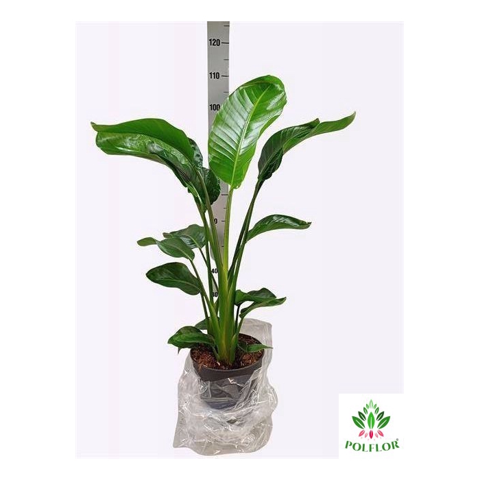<h4>Strelitzia Nicolai 24Ø 115cm 3pp</h4>