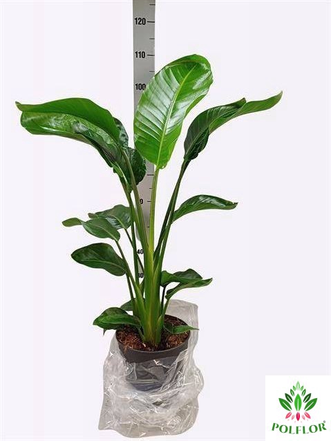 Strelitzia Nicolai 24Ø 115cm 3pp