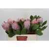 Protea Cynaroides
