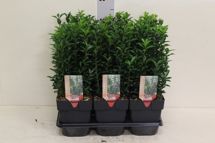 <h4>Euonymus japon. 'Green Spire'</h4>