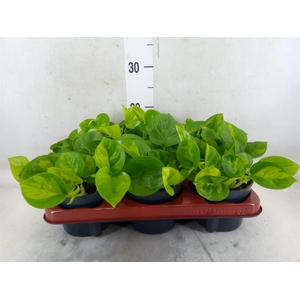 Epipremnum pinn. 'Global Green'