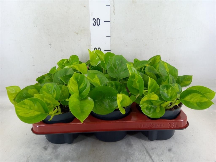 <h4>Epipremnum pinn. 'Global Green'</h4>