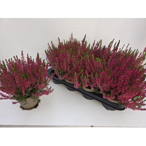 CALLU GA G FRANCA