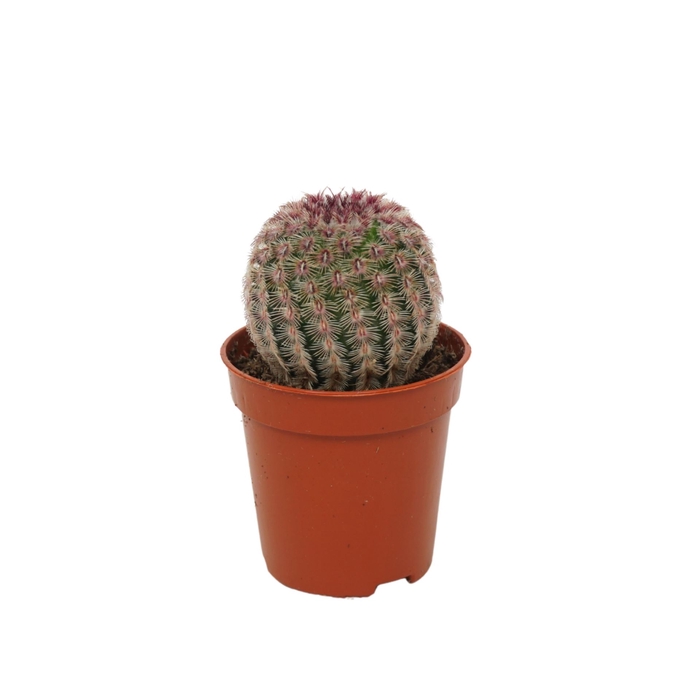 <h4>Cactus</h4>
