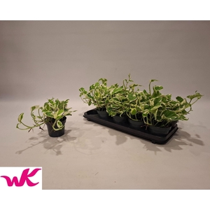 Epipremnum pinn. 'NJoy'