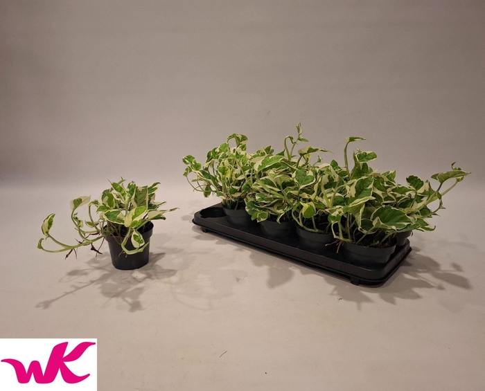 <h4>Epipremnum pinn. 'NJoy'</h4>