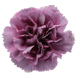 Dianthus St Hypnosis