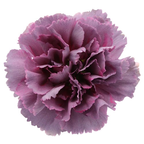 <h4>Dianthus St Hypnosis</h4>