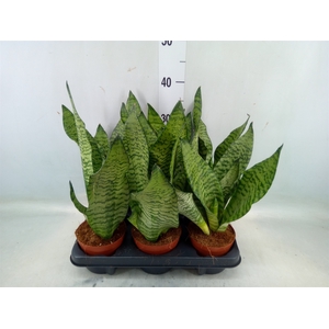 Sansevieria zeylanica