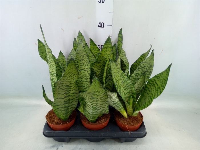 <h4>Sansevieria zeylanica</h4>