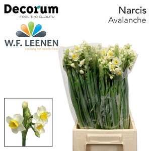 Narcissus Avalanche 566